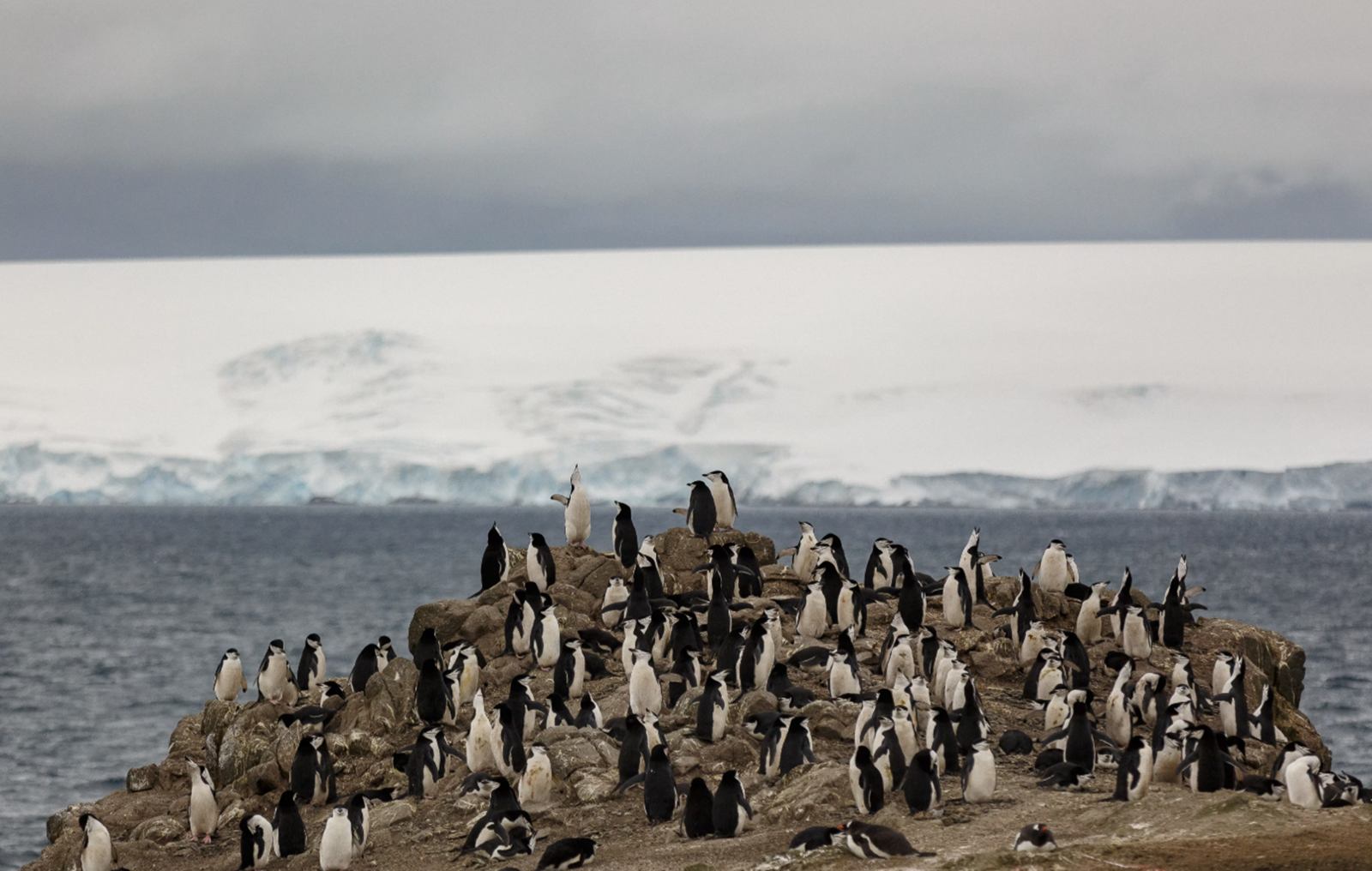 Quark Expeditions en Antártida