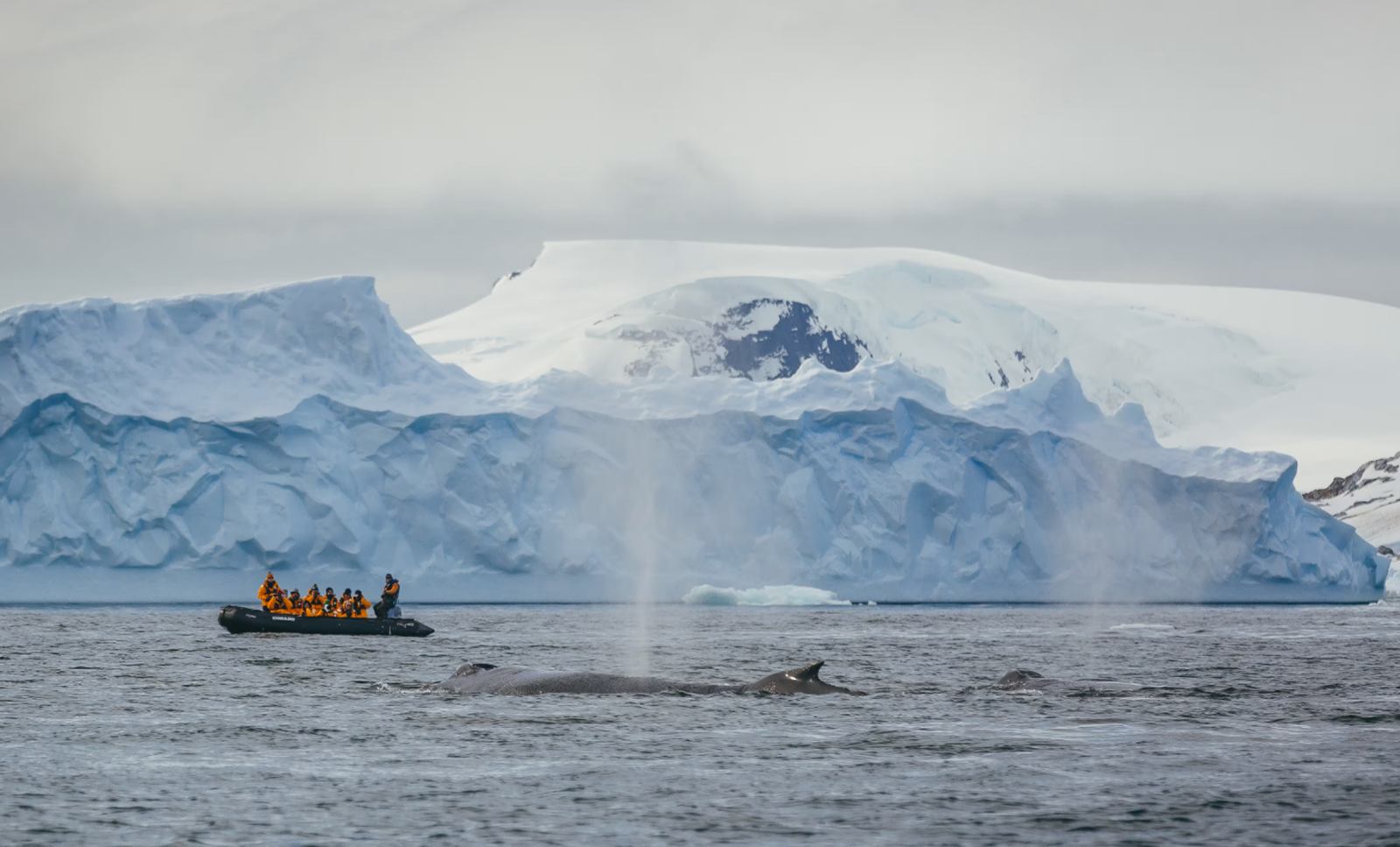 Quark Expeditions en Antártida