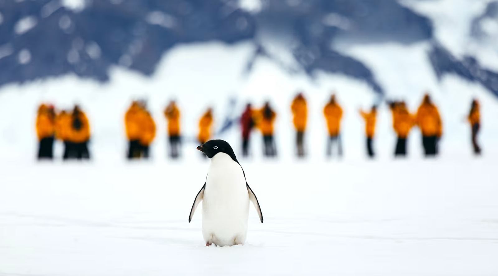 Quark Expeditions en Antártida