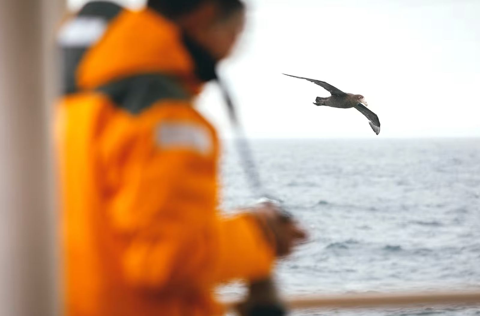 Quark Expeditions en Antártida